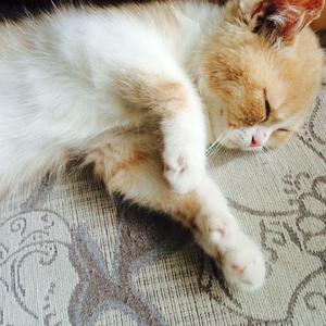 巨乳美女的裸体被操
